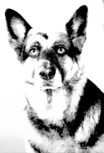 Herder